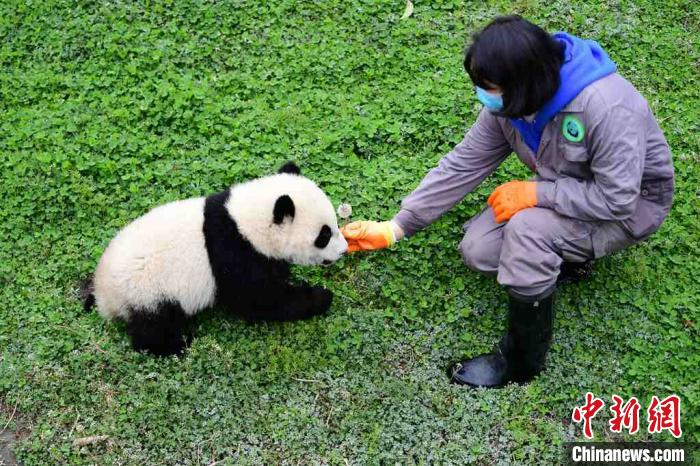  中国大熊猫保护研究中心：疫情对圈养大熊猫的繁育间接影响较大