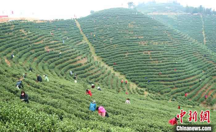 采茶工穿梭在茶林间采摘春茶 盛鹏 摄 河南信阳春茶迎采摘 茶农万亩茶林间谱“春曲”